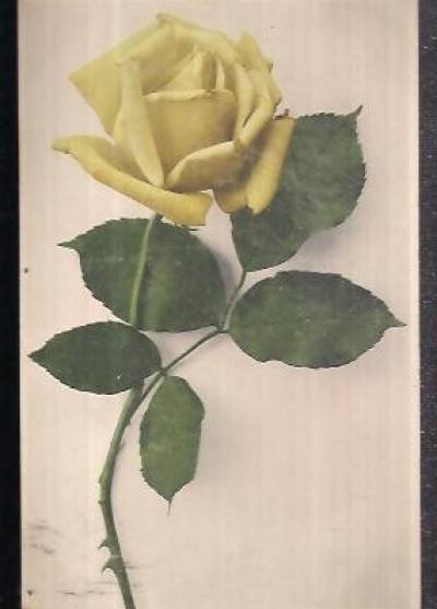 [żółta róża, 1917]