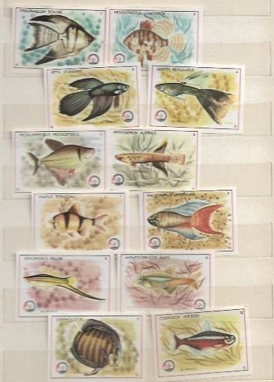 Ryby - seria 12 jugosłowiańskich etykiet