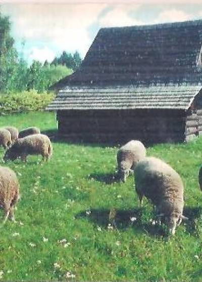 Górnośląski park etnograficzny w Chorzowie - wypas owiecw zagrodzie łąkowej z Istebnej